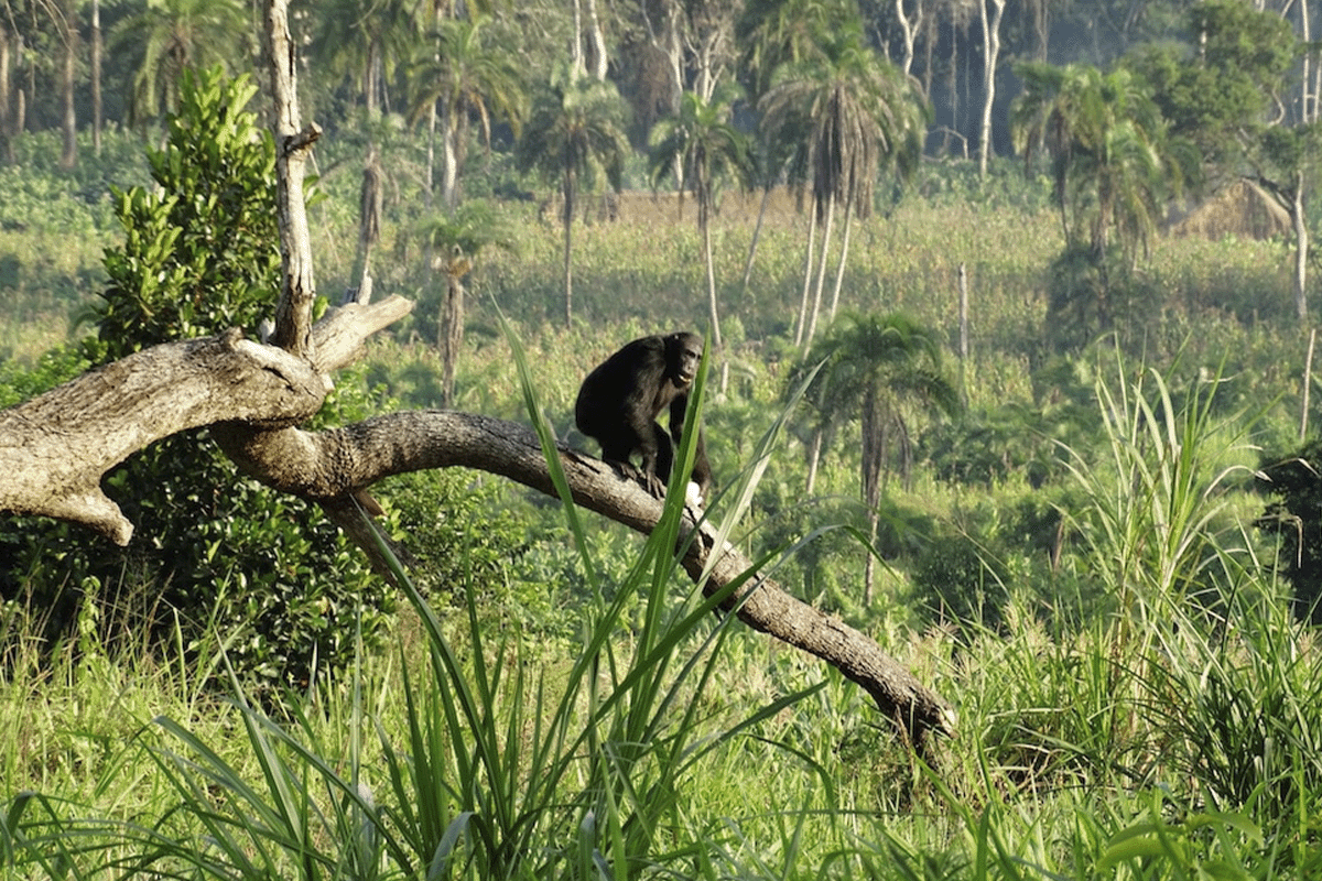 Conservation triumph: the Bulindi Chimpanzee Project shines on Planet